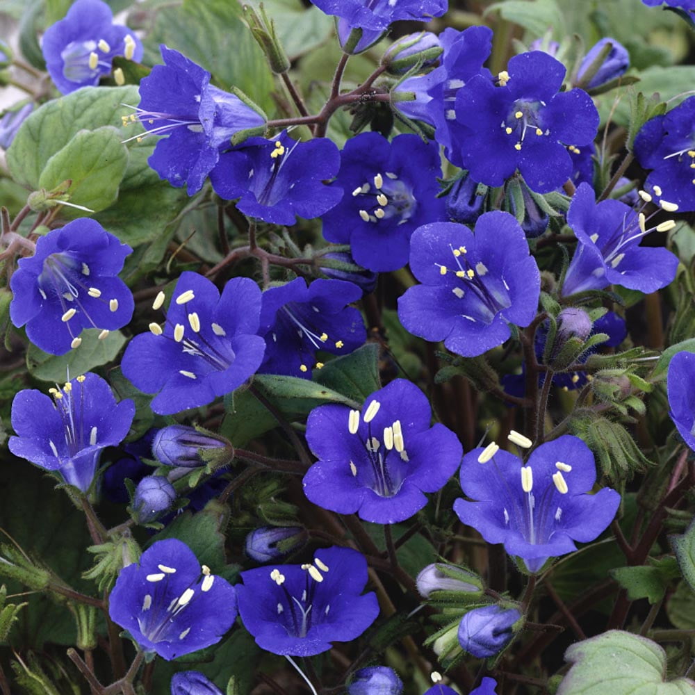 Outsidepride California Bluebell Phacelia Campanularia Flower Seed - 1 LB