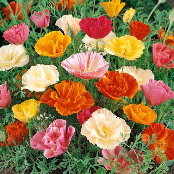Outsidepride California Poppy Mission Bells - 10000 Seeds