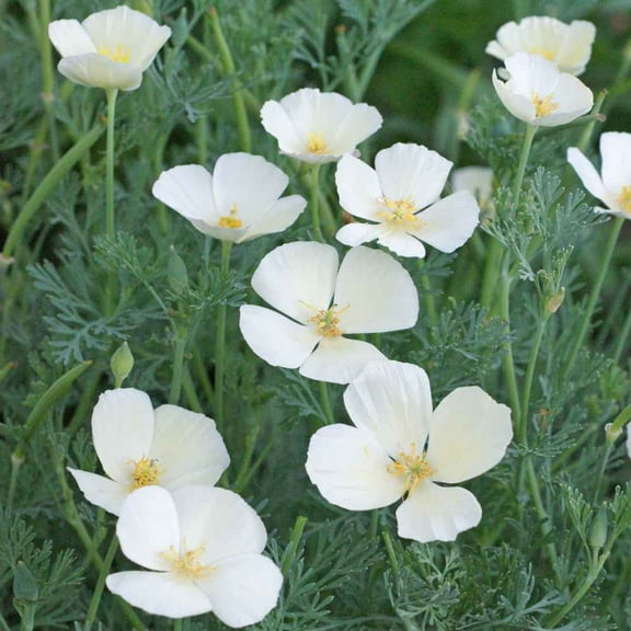 Outsidepride California Poppy White Linen - 1/4 LB