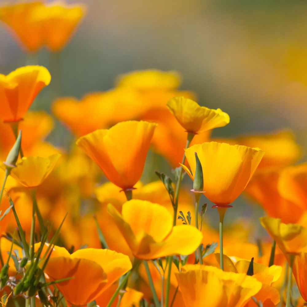 Outsidepride California Poppy Wildflower Seed - 1 LB
