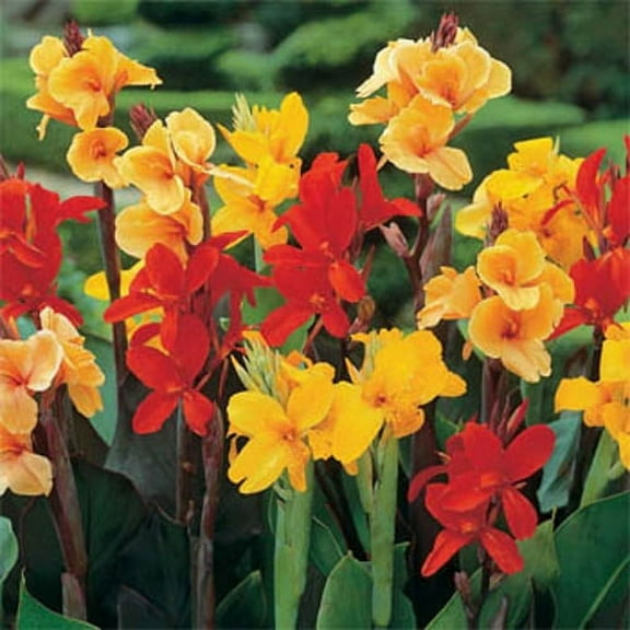 Outsidepride Canna Lily Indica Flower Seed - 50 Seeds