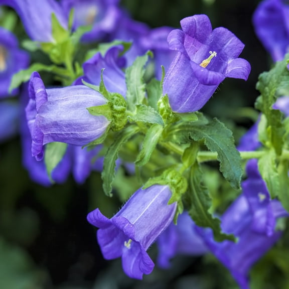 Outsidepride Canterbury Bells Campanula Medium Blue Flower Seed - 10000 Seeds
