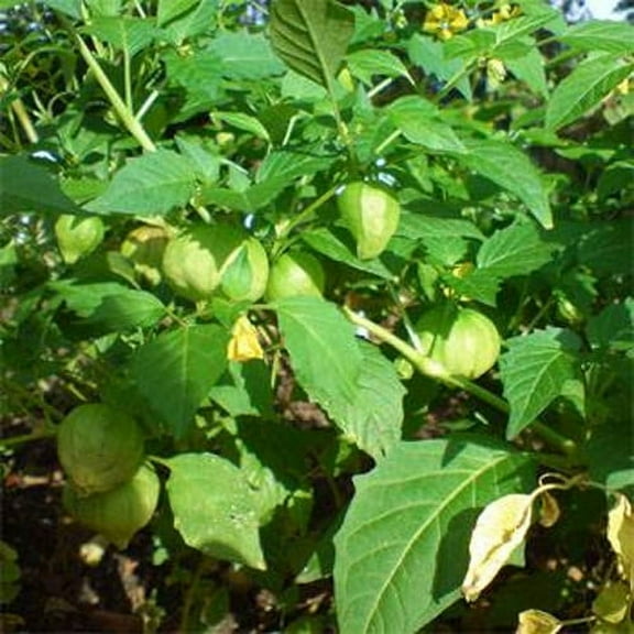 Outsidepride Cape Gooseberry Ground Cover Plant - 2000 Seeds
