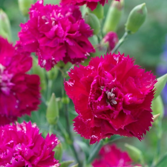 Outsidepride Carnation Chabaud Magenta - 2000 Seeds