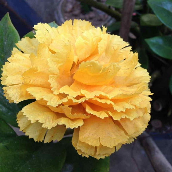 Outsidepride Carnation Yellow - 2000 Seeds