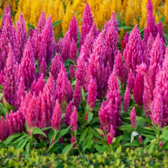 Outsidepride Celosia Pink - 1000 Seeds