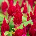 thumbnail image 1 of Outsidepride Celosia Scarlet - 1000 Seeds, 1 of 8