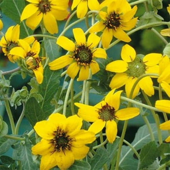 Outsidepride Chocolate Flower - 100 Seeds