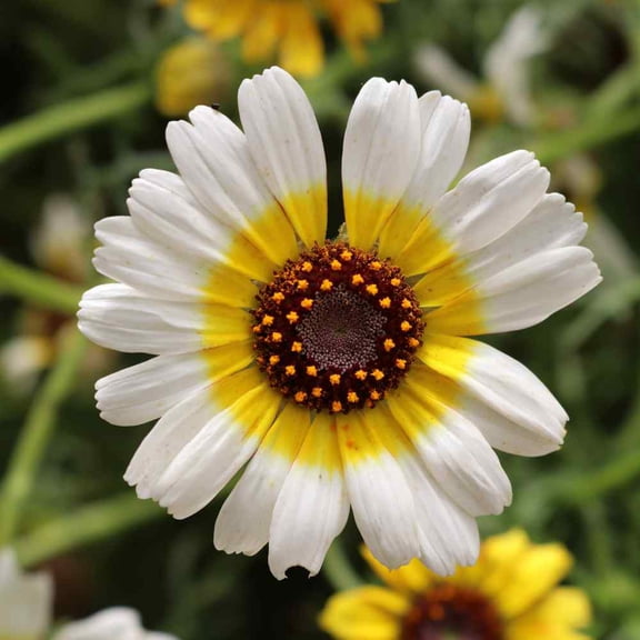 Outsidepride Chrysanthemum Polar Star - 2000 Seeds