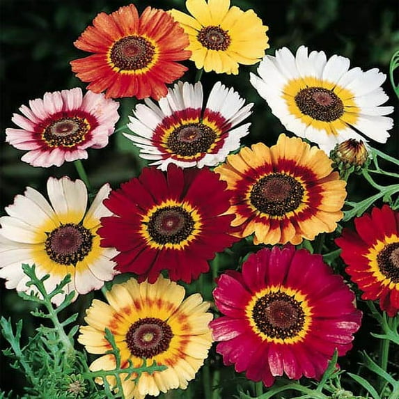 Outsidepride Chrysanthemum Rainbow Mix - 2000 Seeds