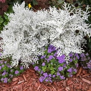 Outsidepride Cineraria Dusty Miller Silverdust - 10000 Seeds