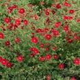 thumbnail image 1 of Outsidepride Cinquefoil - 2000 Seeds, 1 of 2