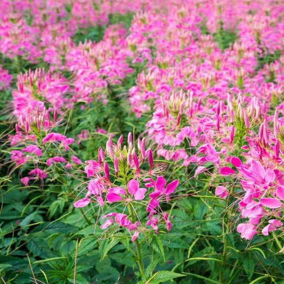 Outsidepride Cleome Serrulata - 2000 Seeds