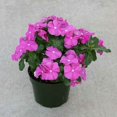 thumbnail image 1 of Outsidepride Cobra Orchid Eye Vinca Flower Seed - 100 Seeds, 1 of 1