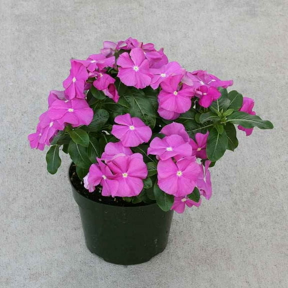 Outsidepride Cobra Orchid Eye Vinca Flower Seed - 100 Seeds