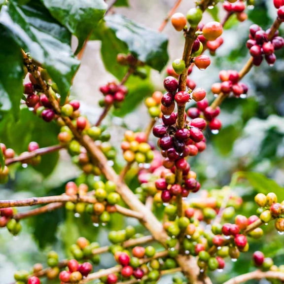 Outsidepride Coffea Arabica - 100 Seeds