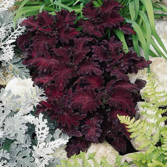 Outsidepride Coleus Black Dragon - 400 Seeds