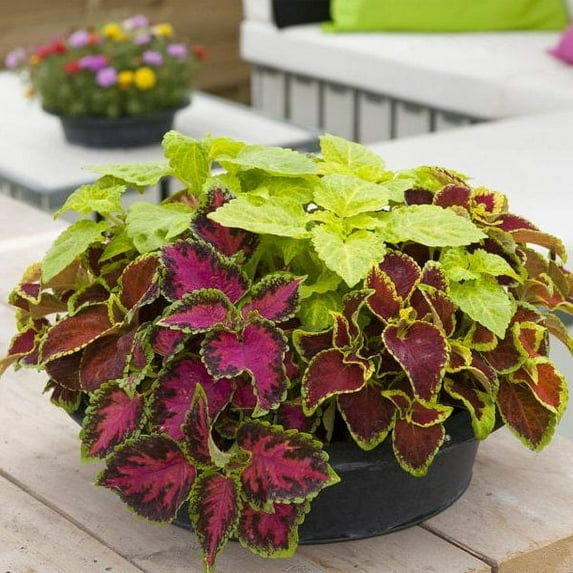 Outsidepride Coleus Fairway Mix - 400 Seeds