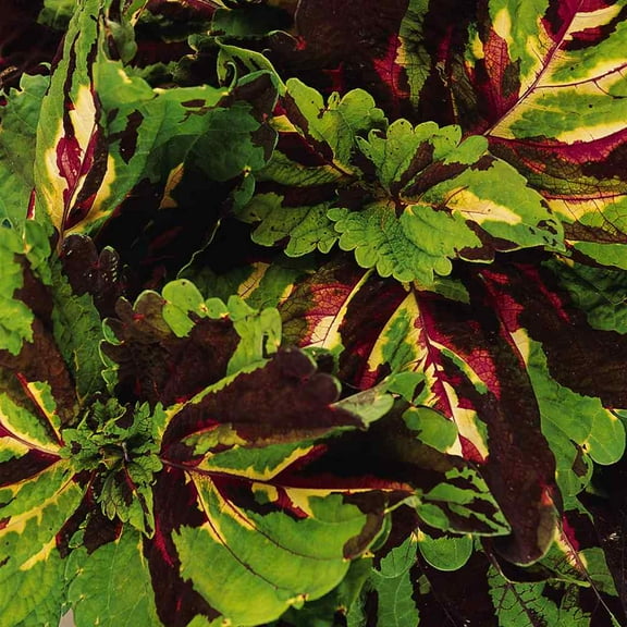 Outsidepride Coleus Kong Mosaic - 20 Seeds