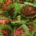 thumbnail image 1 of Outsidepride Coleus Kong Salmon Pink - 20 Seeds, 1 of 1