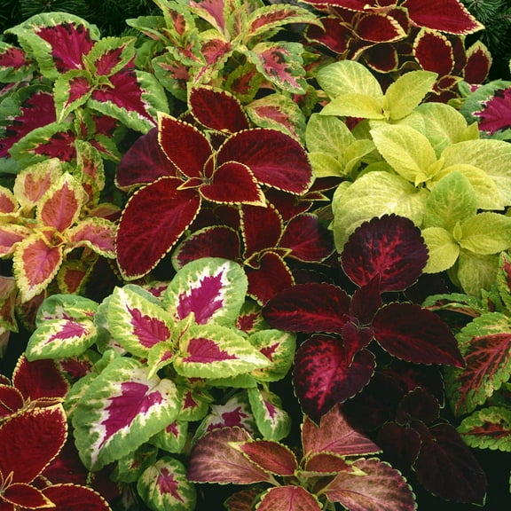 Outsidepride 10000 Coleus Rainbow Plant Seeds, Colorful Foliage for Shade Gardens