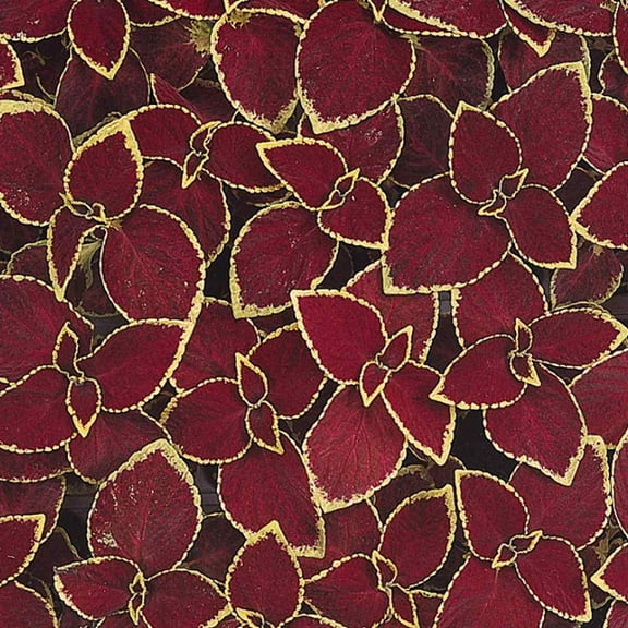 Outsidepride Coleus Wizard Scarlet - 200 Seeds