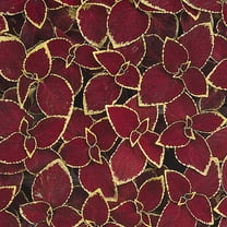 Outsidepride Coleus Wizard Scarlet - 200 Seeds