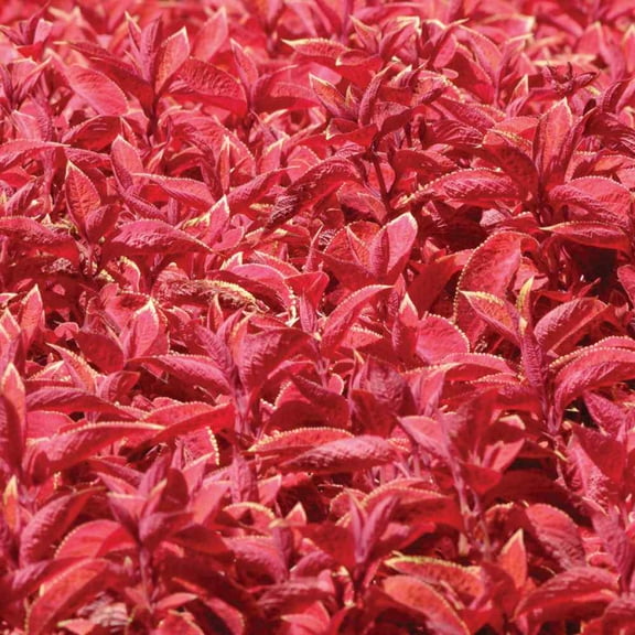 Outsidepride Coleus Wizard Sunset - 200 Seeds