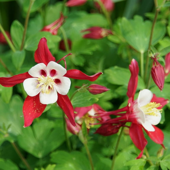Outsidepride Columbine Crimson Star - 2000 Seeds