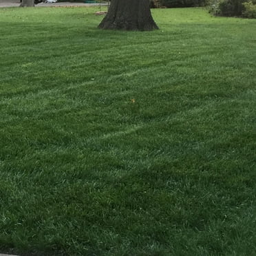 Outsidepride 5 lb. Combat Extreme Turf Type Fescue Lawn Grass Seed ...