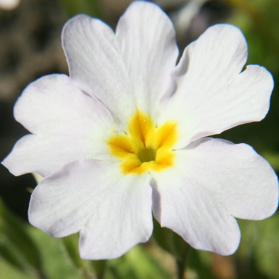 Outsidepride Common Primrose White - 200 Seeds