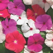 Outsidepride Cora Cascade 50 Vinca Plant Seeds, Fast Growing Trailing Ground cover with