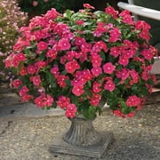 Outsidepride Cora Cascade Cherry Vinca Ground Cover Seed - 50 Seeds