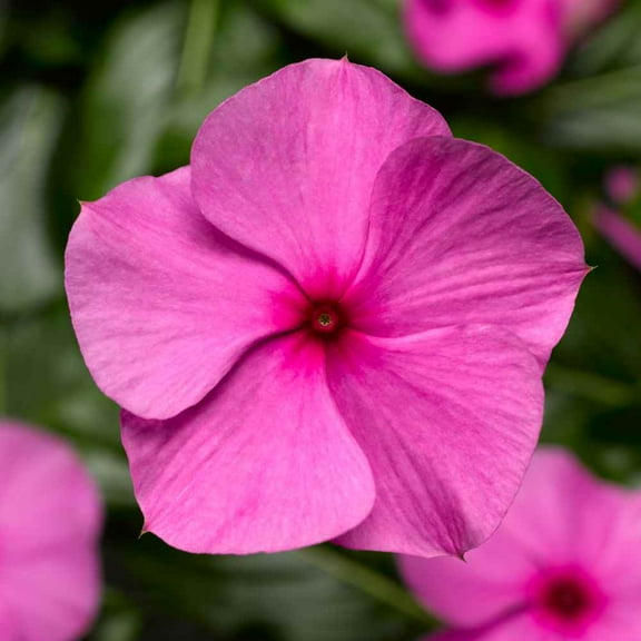 Outsidepride Cora Cascade Lilac Vinca Ground Cover Seed - 50 Seeds
