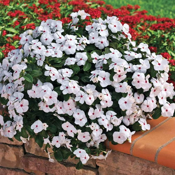 Outsidepride Cora Cascade Polka Dot Vinca Ground Cover Seed - 50 Seeds