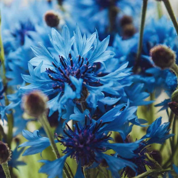 Outsidepride Cornflower Blue - 2000 Seeds
