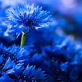 thumbnail image 1 of Outsidepride Cornflower Wildflower Seed - 1 LB, 1 of 3