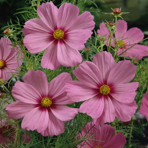 Outsidepride Cosmos Bipinnatus Pinkie - 2000 Seeds