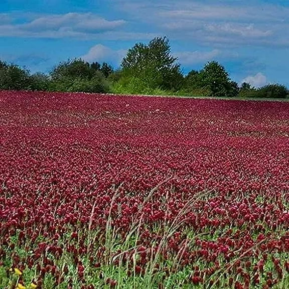 Outsidepride Crimson Clover Plant Seeds, Winter Annual Grazing Crops