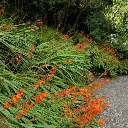 Outsidepride 200 Crocosmia Paniculata Hybrida Plant Seeds