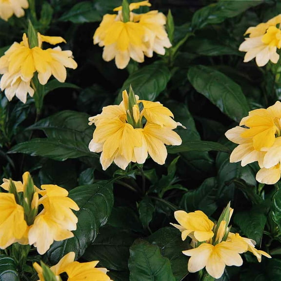 Outsidepride Crossandra Yellow Splash - 30 Seeds