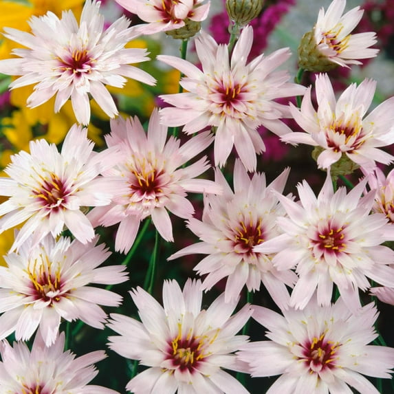 Outsidepride Cupids Dart White - 1000 Seeds
