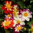 thumbnail image 1 of Outsidepride Dahlia Dandy Flower Seed Plant Mix - 1000 Seeds, 1 of 6