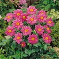 thumbnail image 1 of Outsidepride Dahlia Mignon Rose - 1000 Seeds, 1 of 6