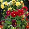 thumbnail image 1 of Outsidepride Dahlia Opera Mix - 400 Seeds, 1 of 1