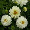 thumbnail image 1 of Outsidepride Dahlia Opera White - 400 Seeds, 1 of 1