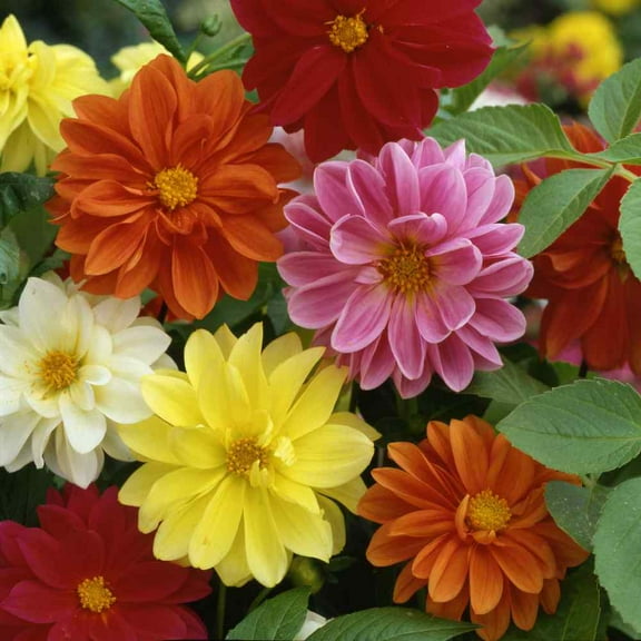Outsidepride Dahlia Unwin Bedding - 1000 Seeds