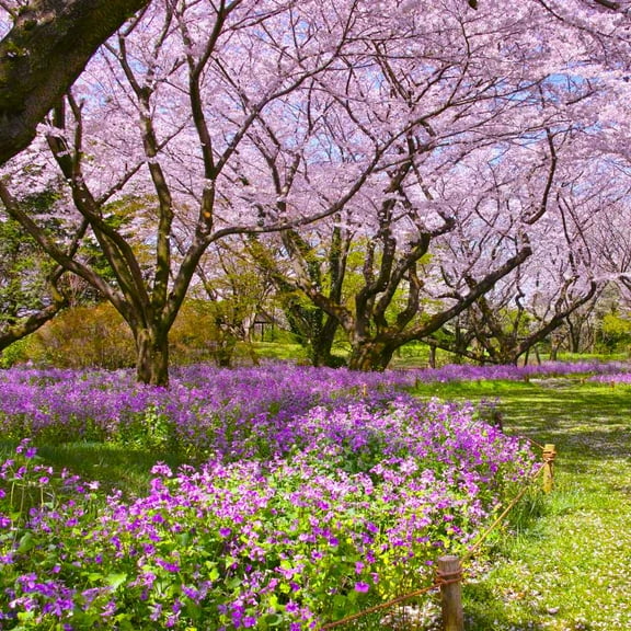 Outsidepride Dame's Rocket Seed - 1/4 LB