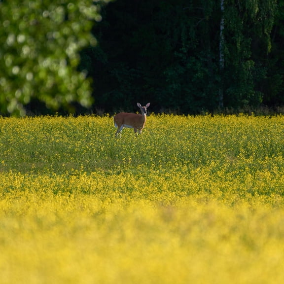 Outsidepride Deer Greens Seeds For Deer Food Plots - 10 LBS