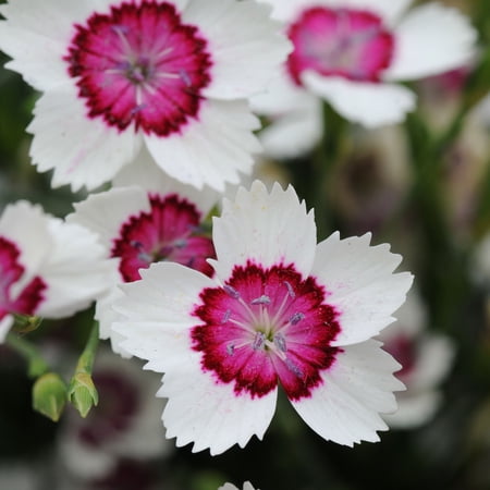 Outsidepride Dianthus Merry-Go-Round - 2000 Seeds